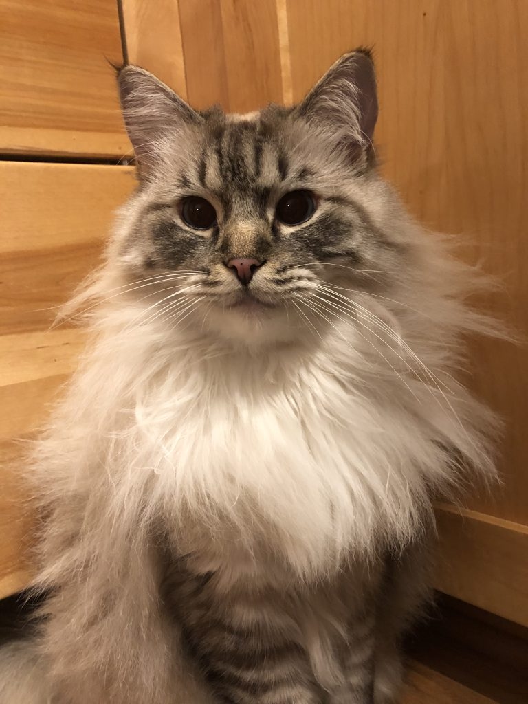 PunimInKitchen